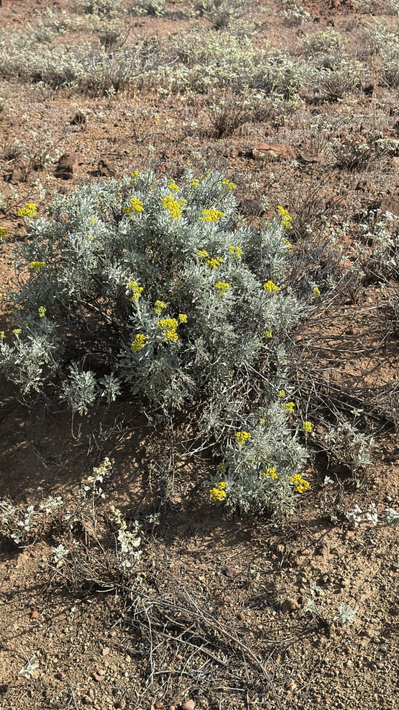 Nesothamnus incanus photo 6