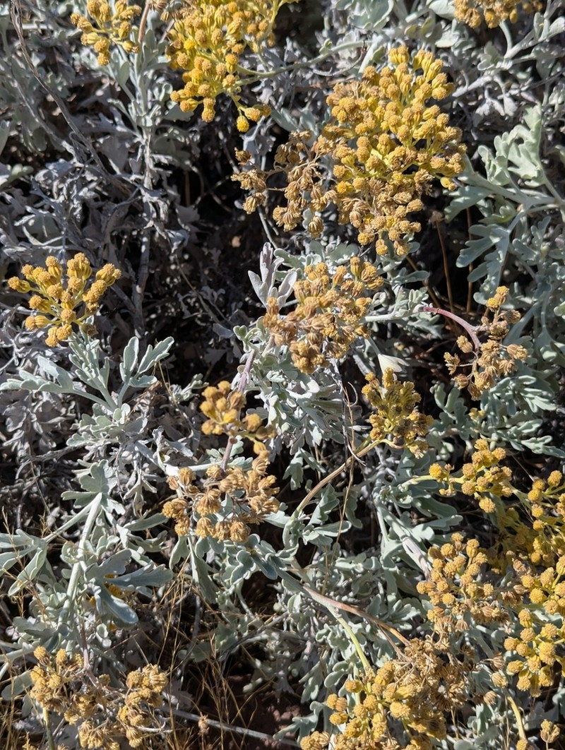 Nesothamnus incanus photo 7