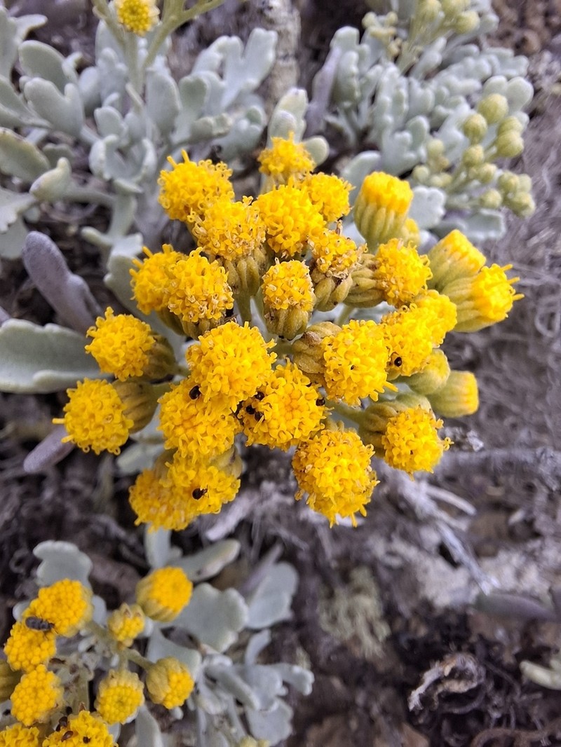 Nesothamnus incanus photo 8