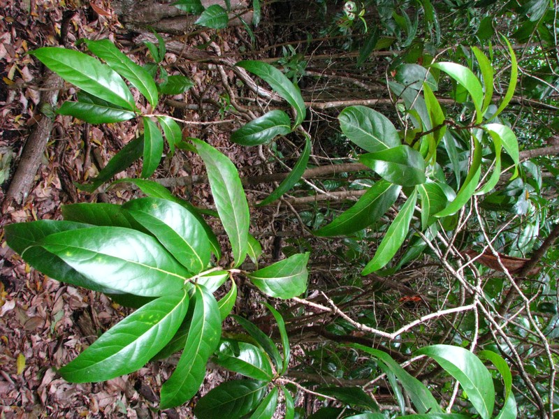 Hawai'I Olive photo 2