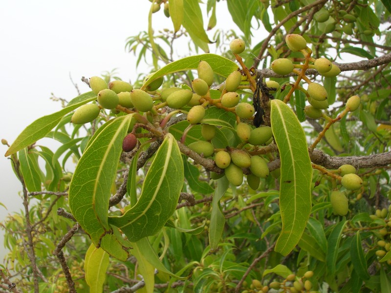Hawai'I Olive