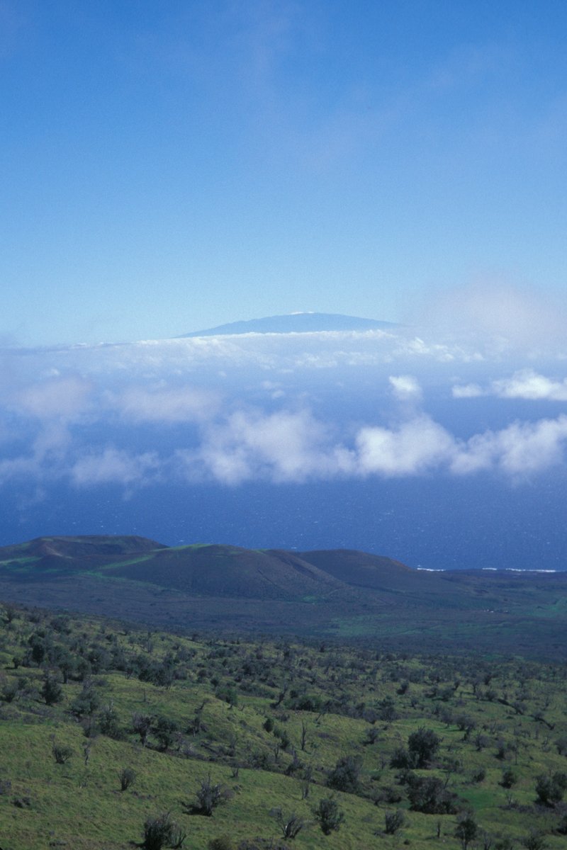 Hawai'I Olive photo 3