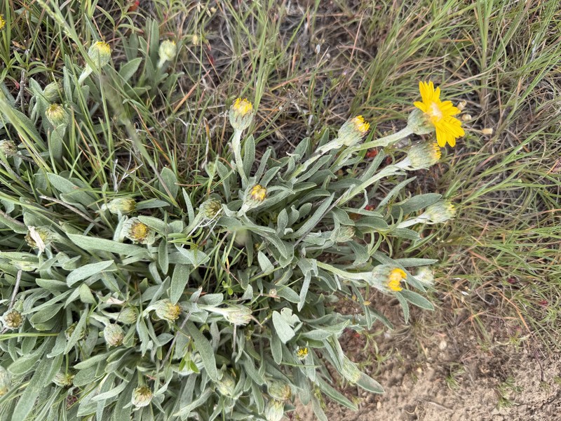 Woolly Mock Goldenweed