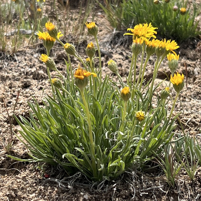 Woolly Mock Goldenweed photo 2