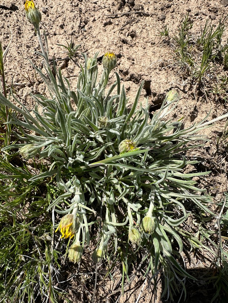 Woolly Mock Goldenweed photo 3