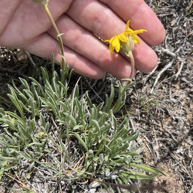 Woolly Mock Goldenweed photo 4