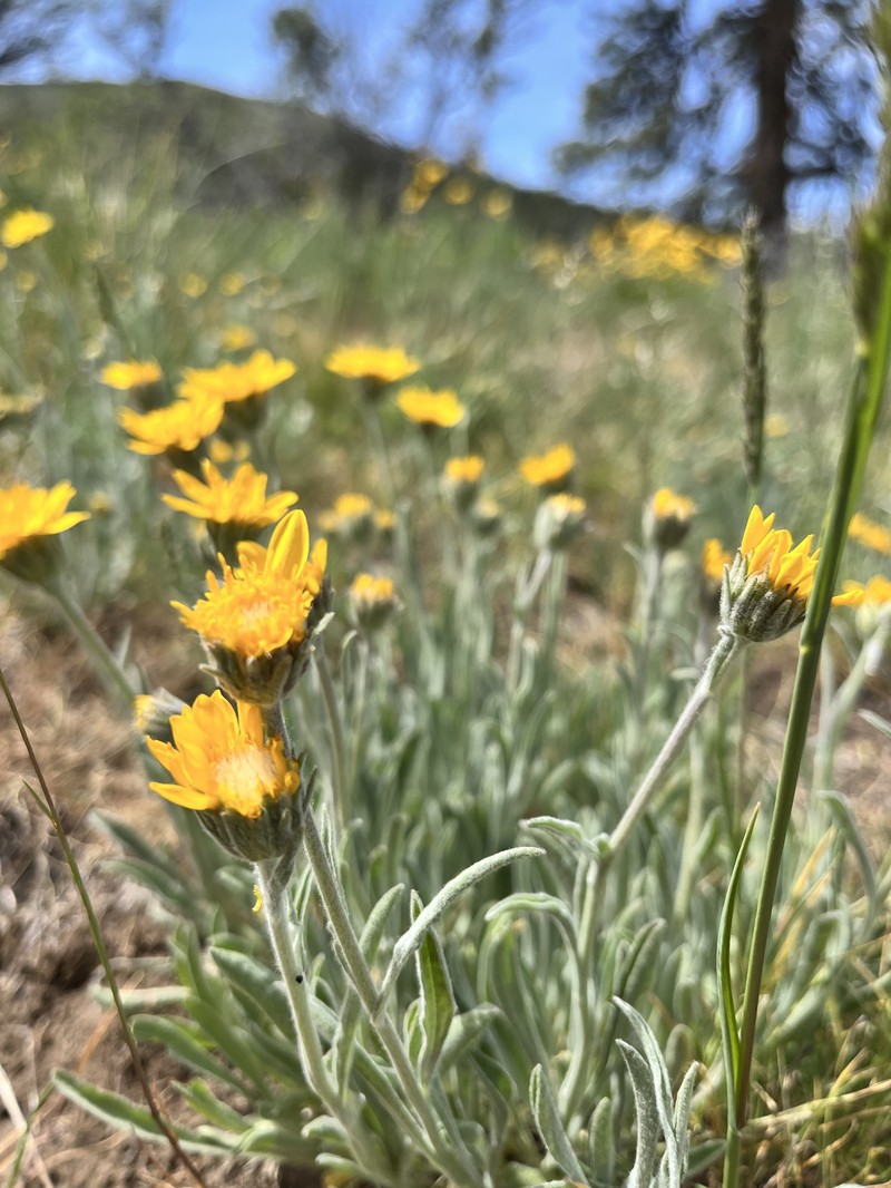 Woolly Mock Goldenweed photo 5