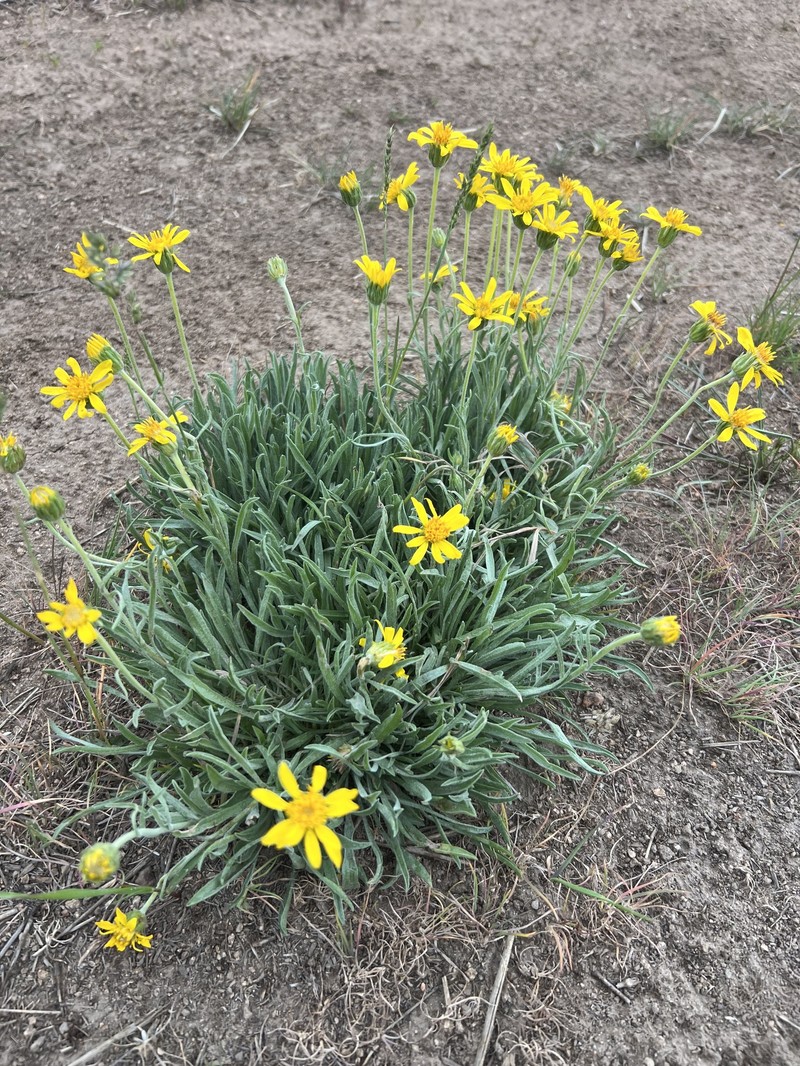 Woolly Mock Goldenweed photo 6