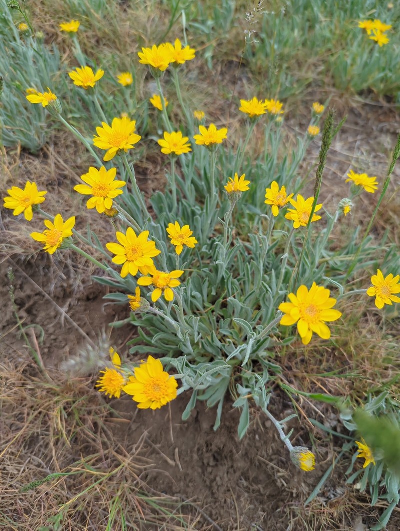 Woolly Mock Goldenweed photo 7