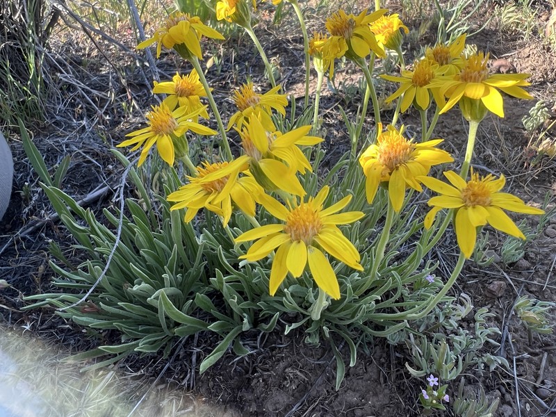 Woolly Mock Goldenweed photo 8