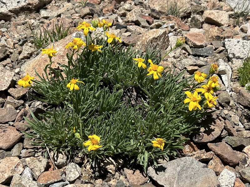 Nestotus lanuginosus var. andersonii