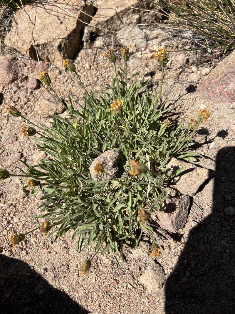 Nestotus lanuginosus var. andersonii photo 2