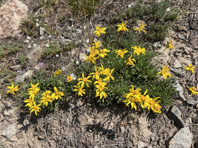 Nestotus lanuginosus var. andersonii photo 3