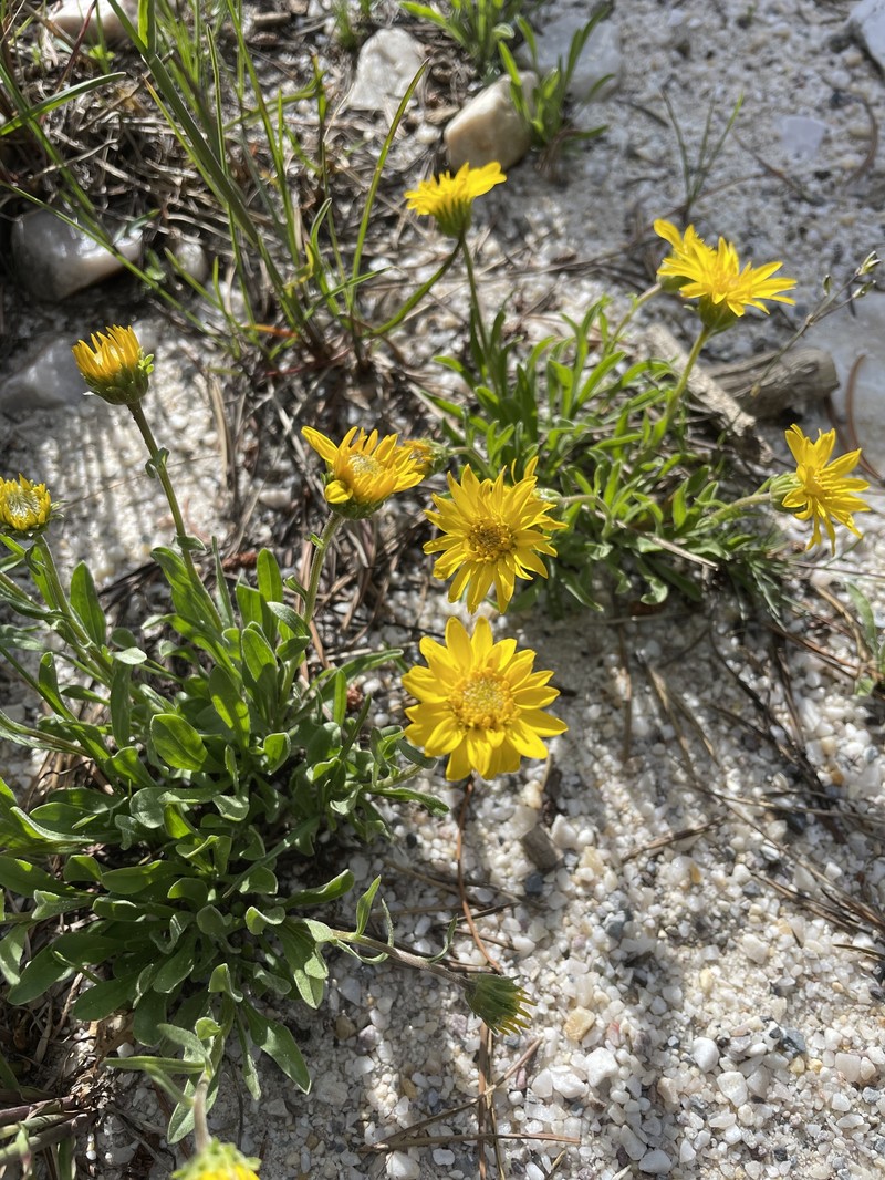 Nestotus lanuginosus var. andersonii photo 4