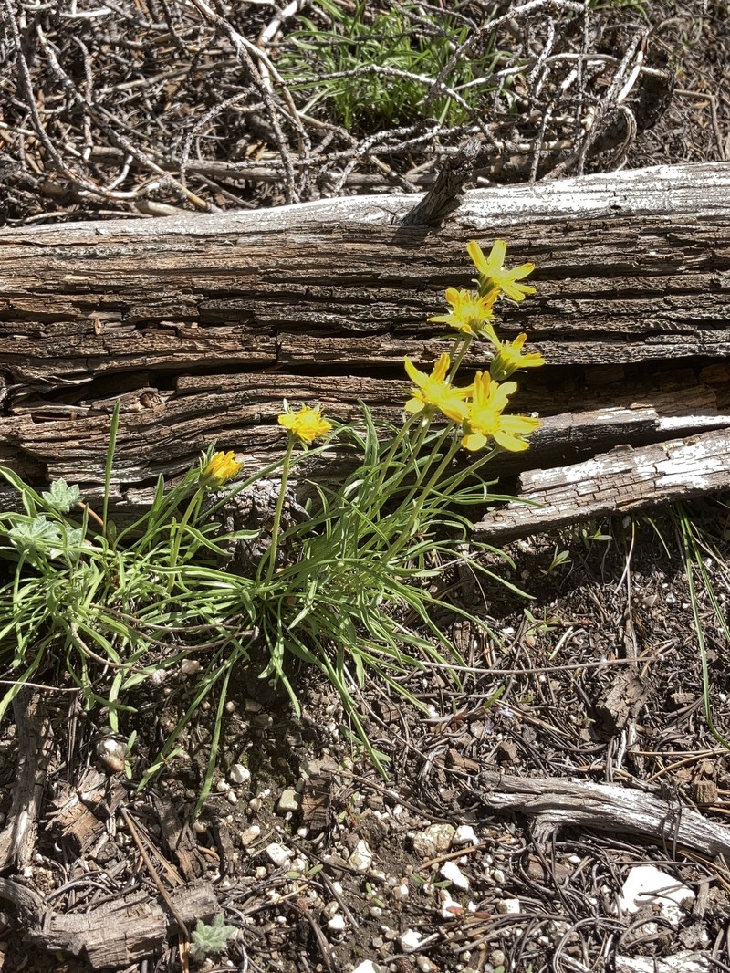 Nestotus lanuginosus var. andersonii photo 5