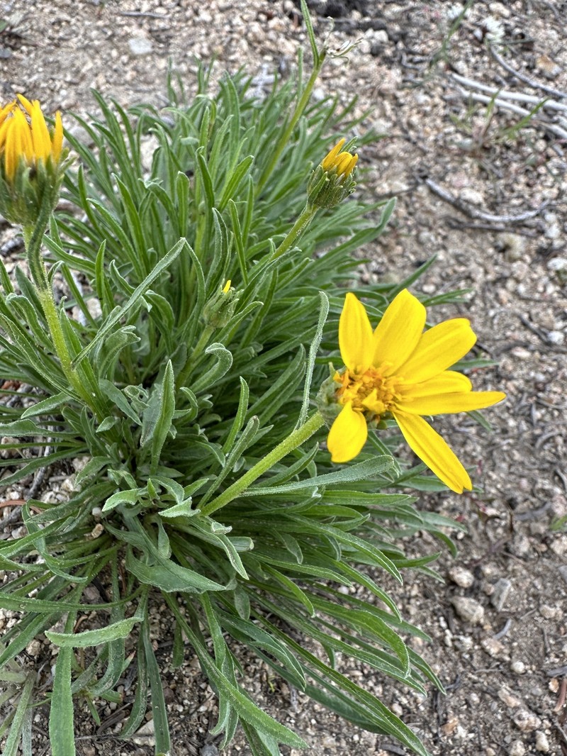 Nestotus lanuginosus var. andersonii photo 7