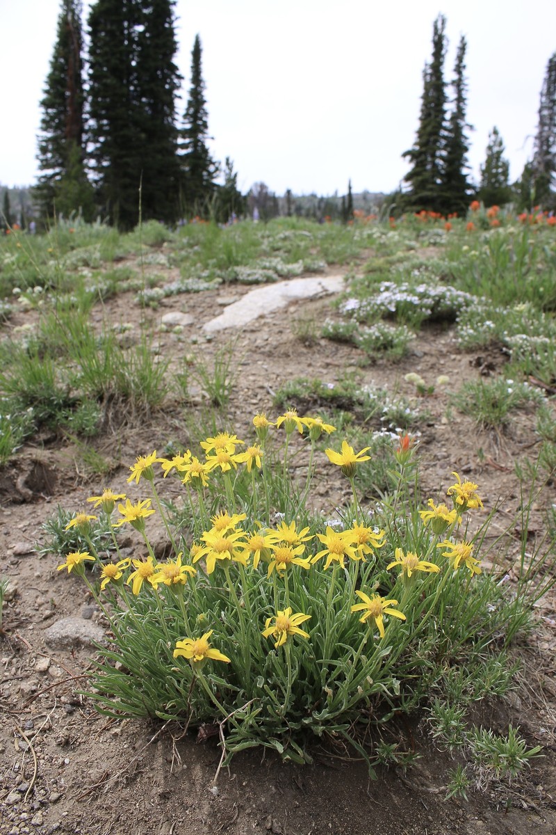 Nestotus lanuginosus var. andersonii photo 8