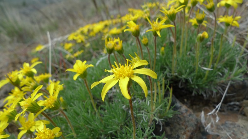 Narrowleaf Mock Goldenweed photo 2
