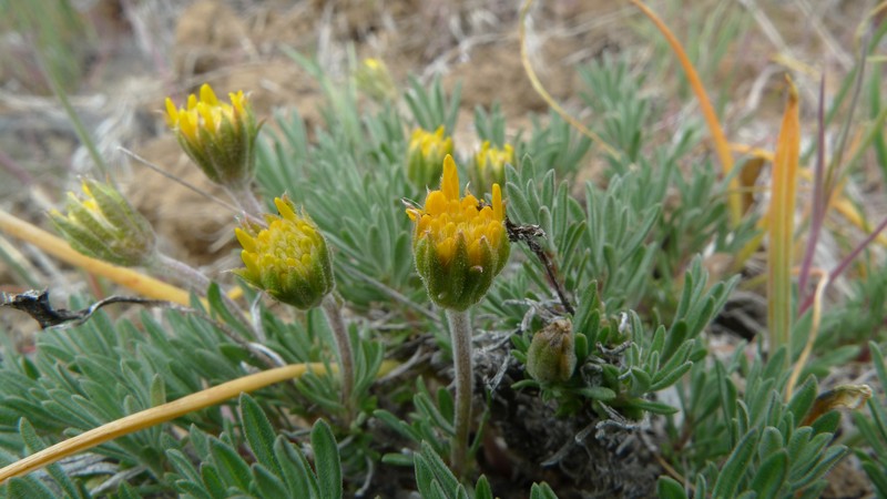 Narrowleaf Mock Goldenweed photo 3