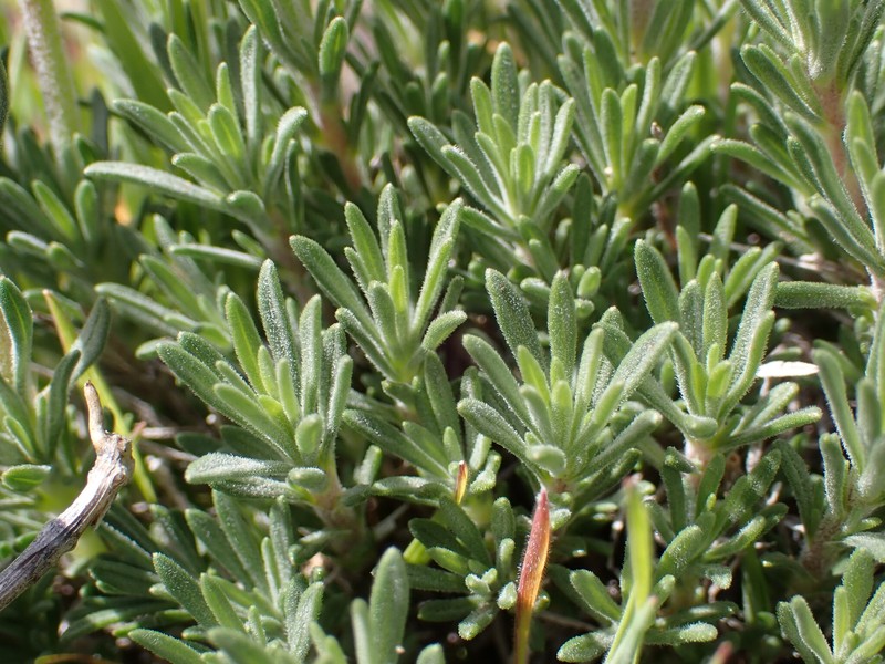 Narrowleaf Mock Goldenweed photo 4