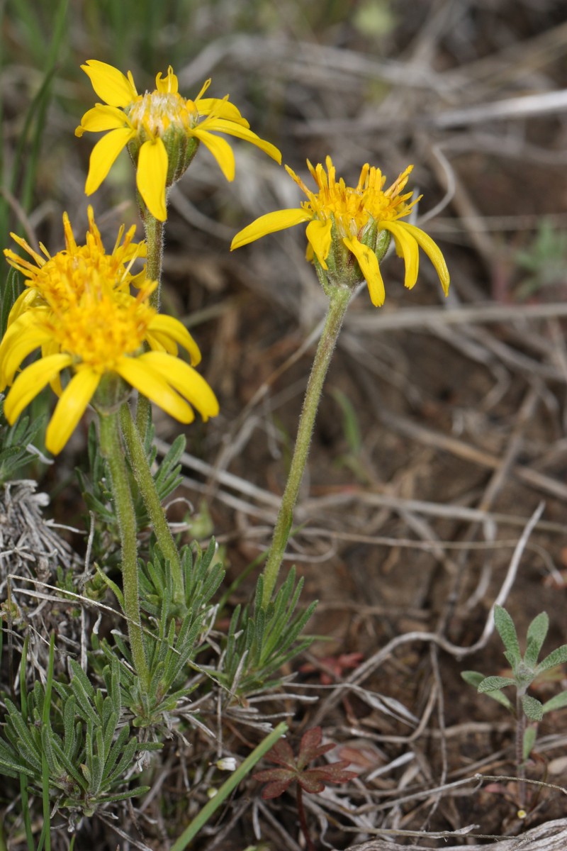 Narrowleaf Mock Goldenweed