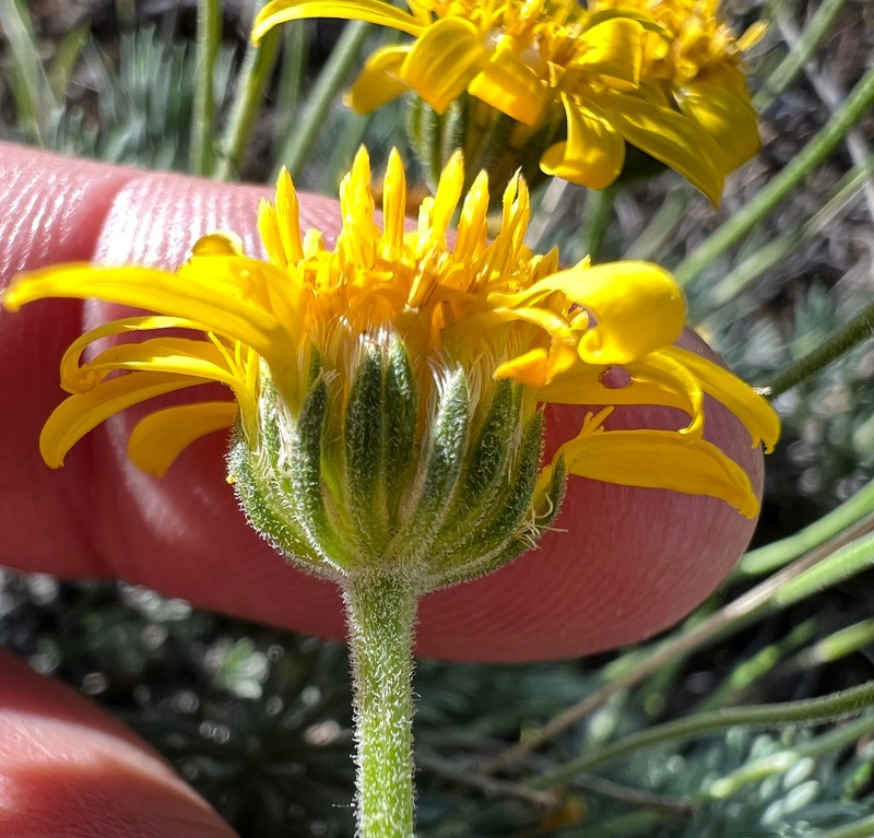 Narrowleaf Mock Goldenweed photo 5