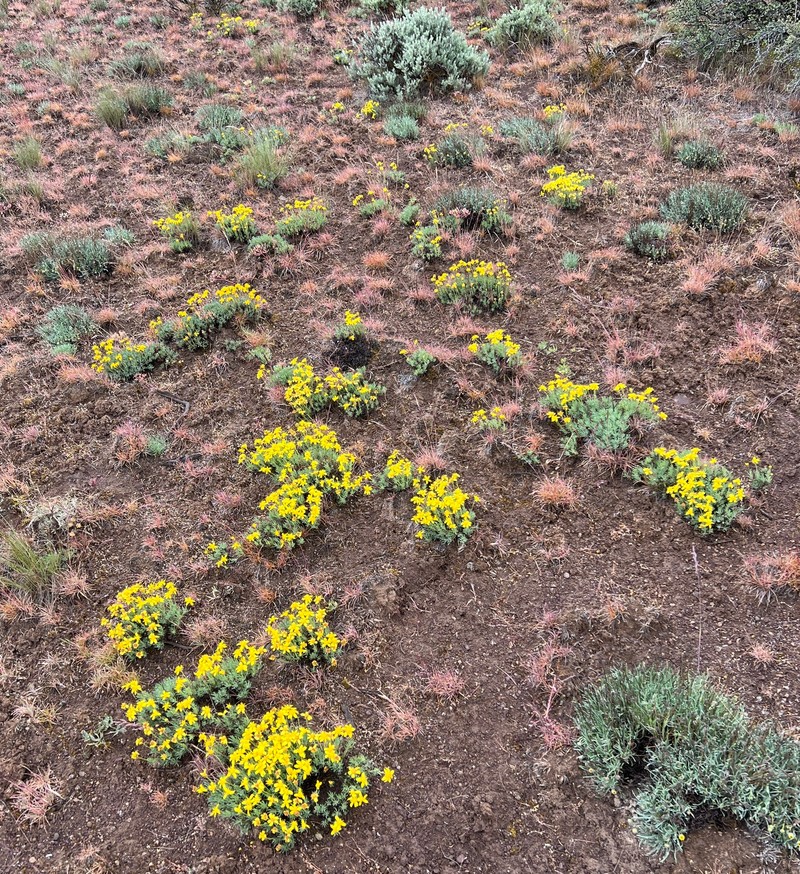 Narrowleaf Mock Goldenweed photo 6