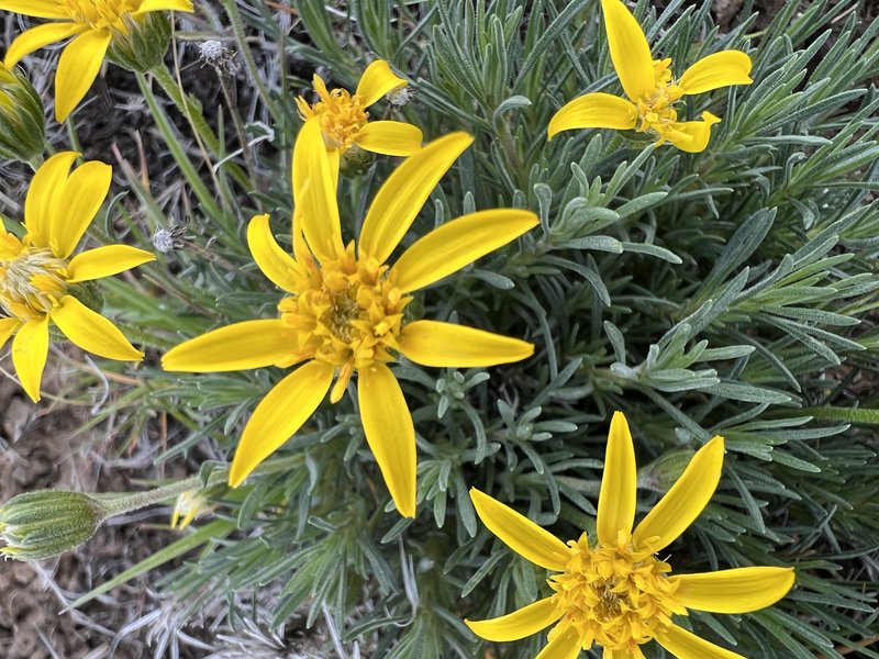 Narrowleaf Mock Goldenweed photo 7