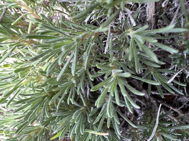 Narrowleaf Mock Goldenweed photo 8