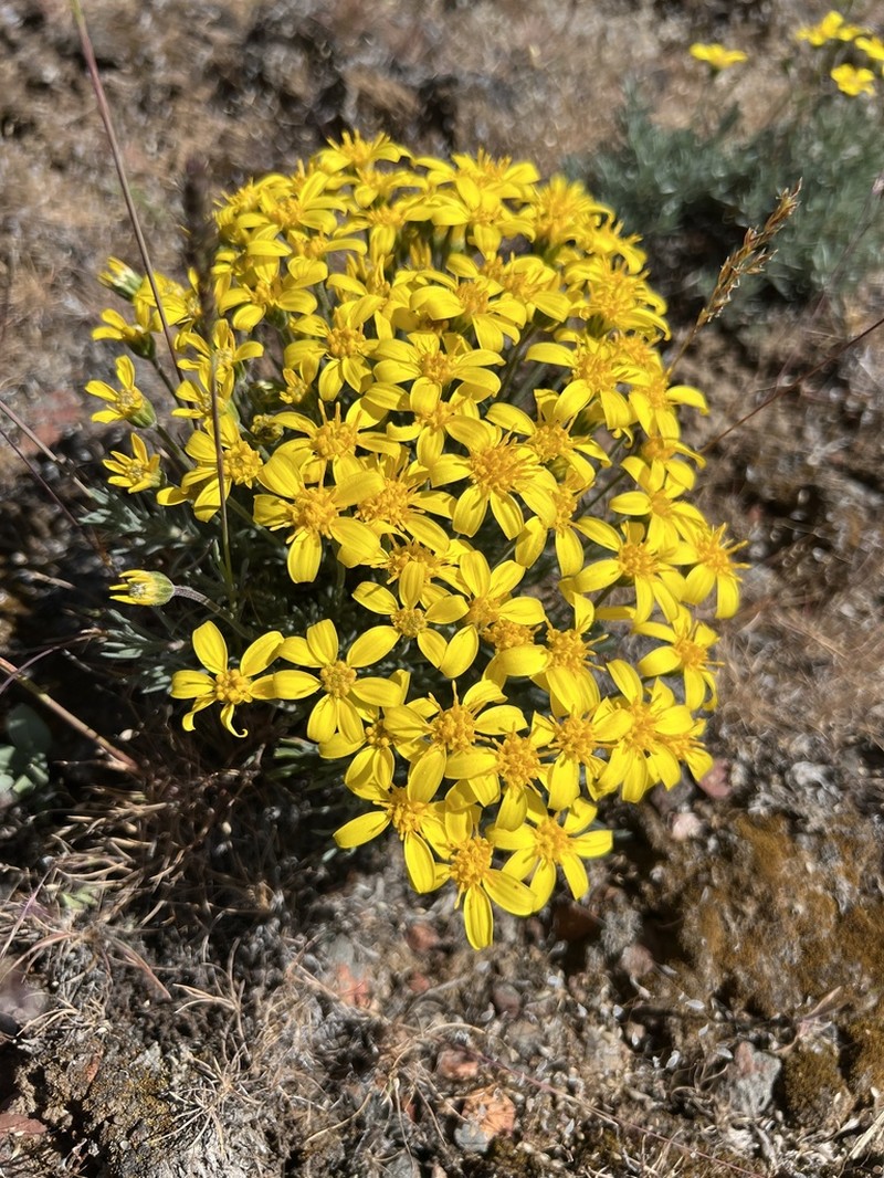 Narrowleaf Mock Goldenweed photo 6