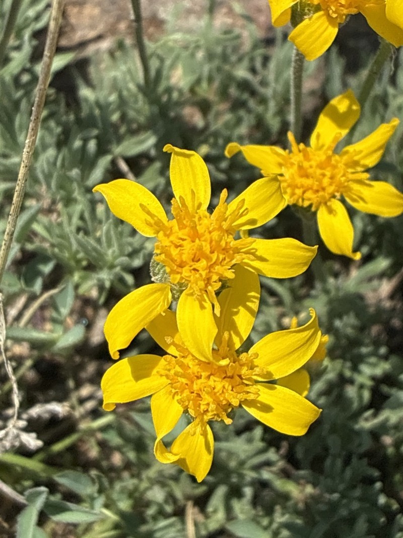 Narrowleaf Mock Goldenweed photo 7