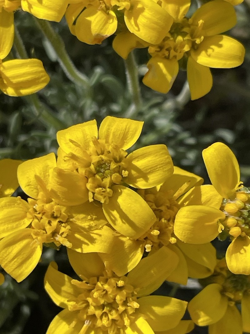 Narrowleaf Mock Goldenweed photo 8