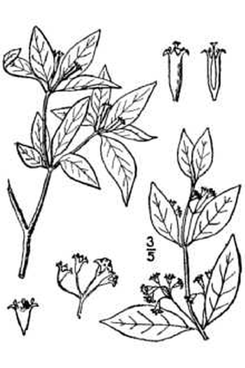 Leechbrush