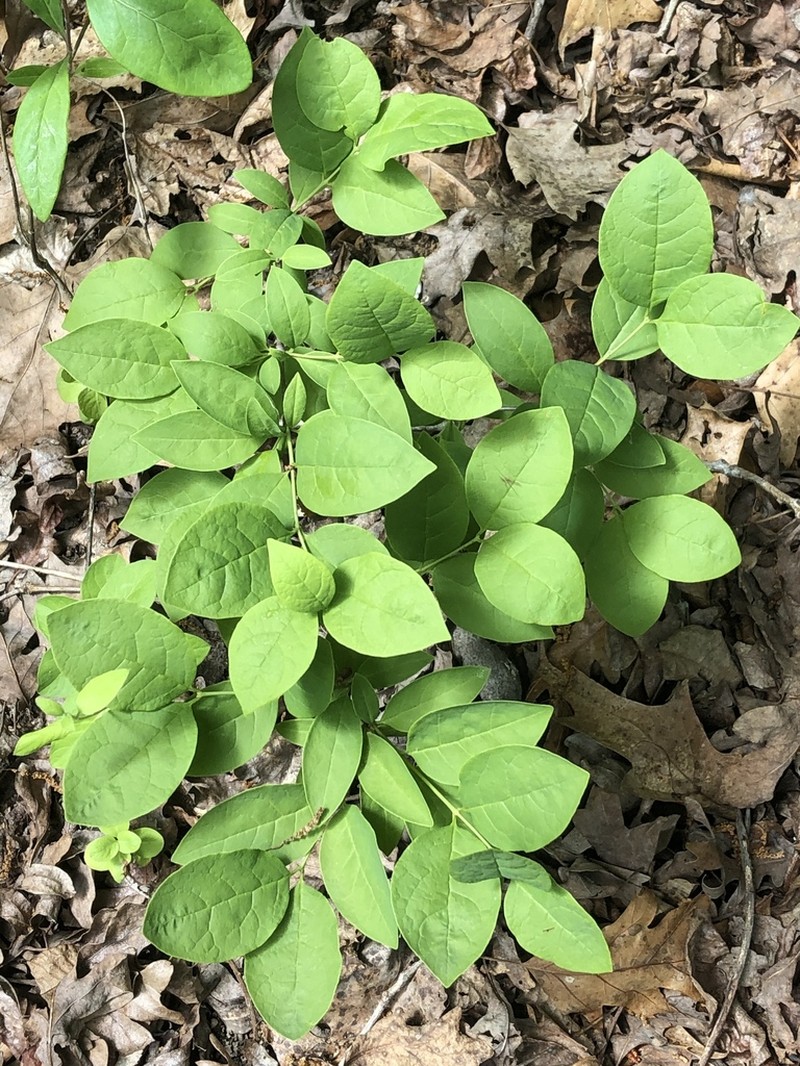 Leechbrush