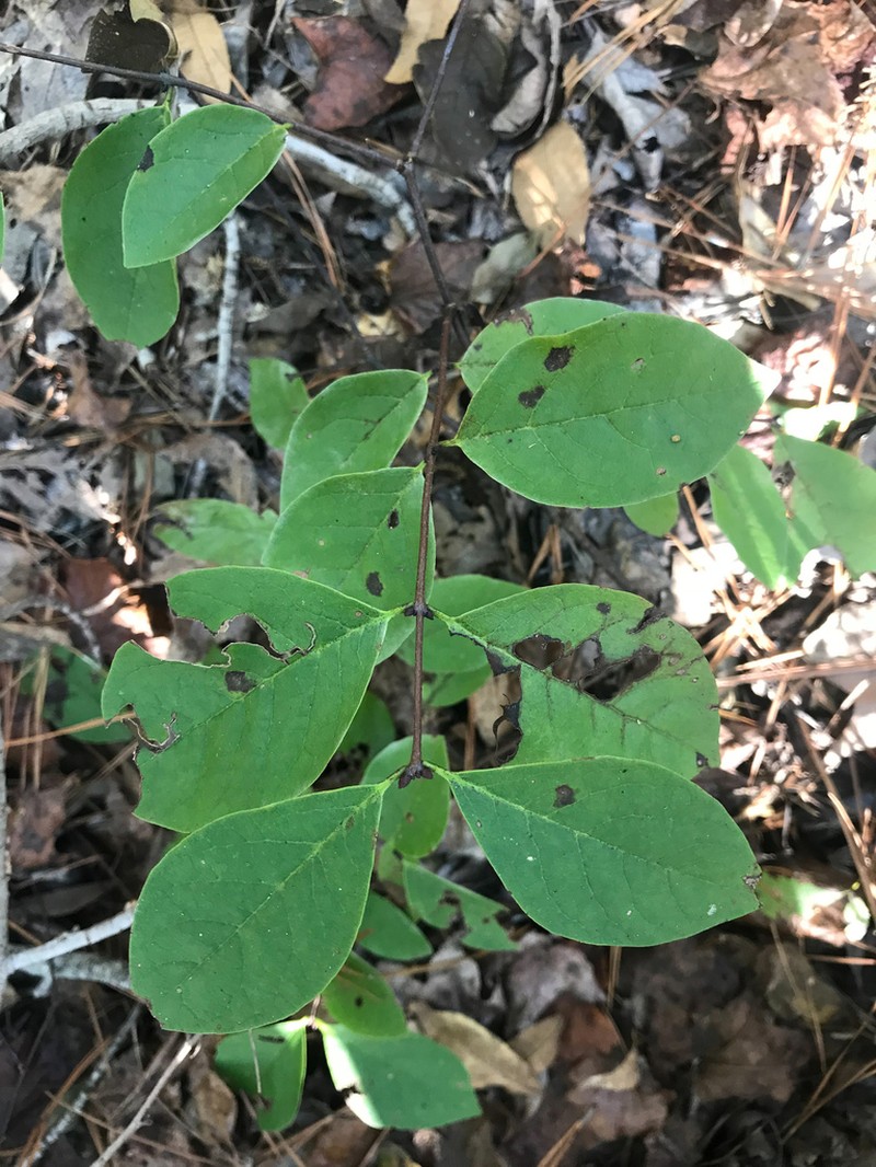 Leechbrush photo 2