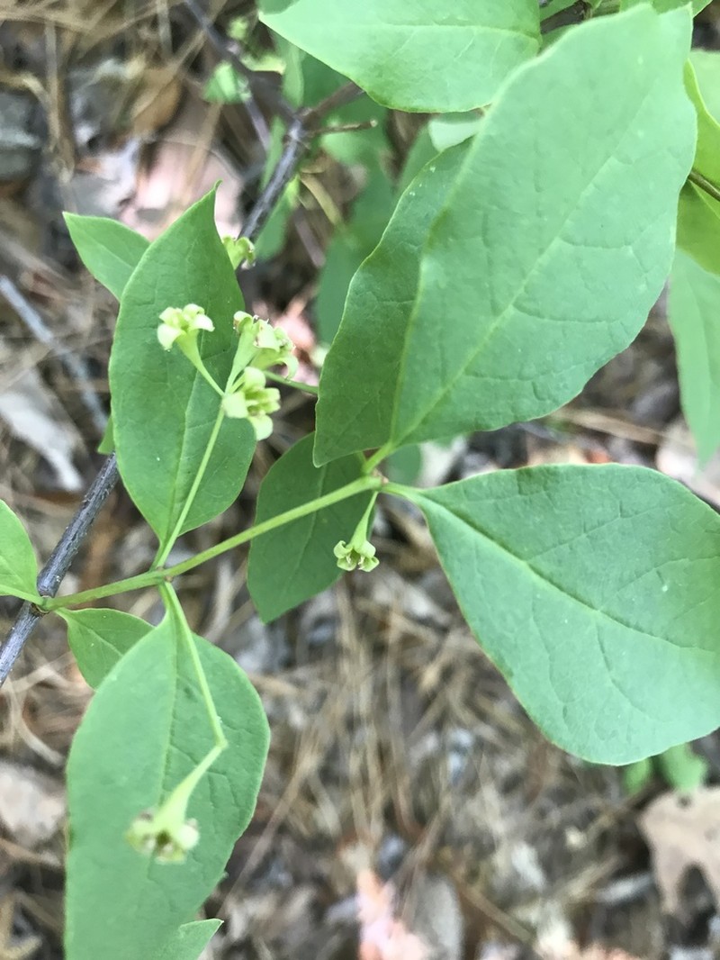 Leechbrush photo 3