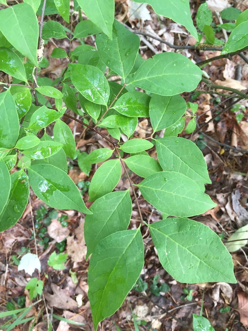 Leechbrush photo 5