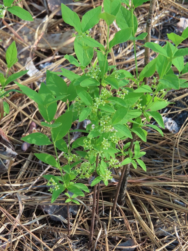 Leechbrush photo 6