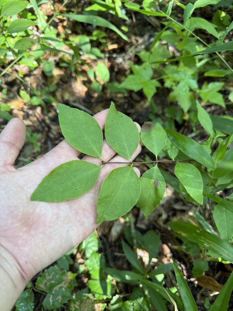 Leechbrush photo 7
