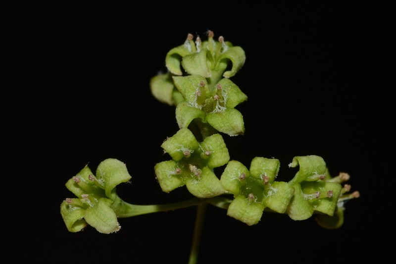 Leechbrush photo 8