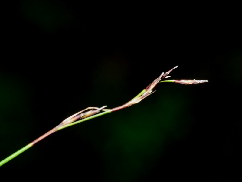 Netrostylis capillaris