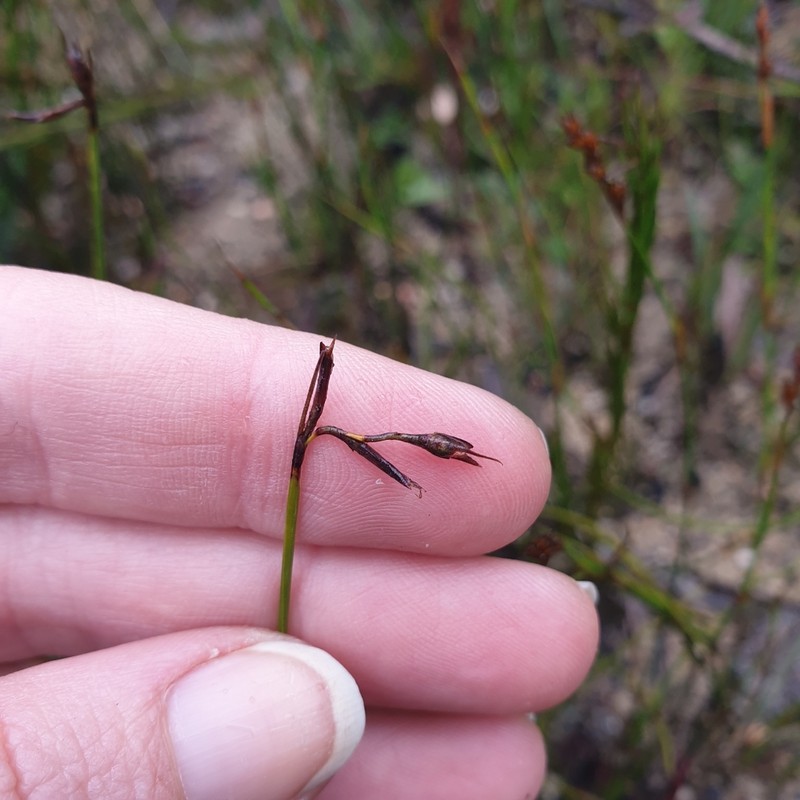 Netrostylis capillaris photo 2