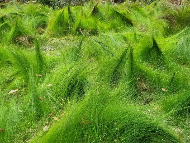 Netrostylis capillaris photo 3