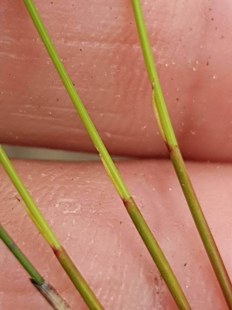 Netrostylis capillaris photo 4