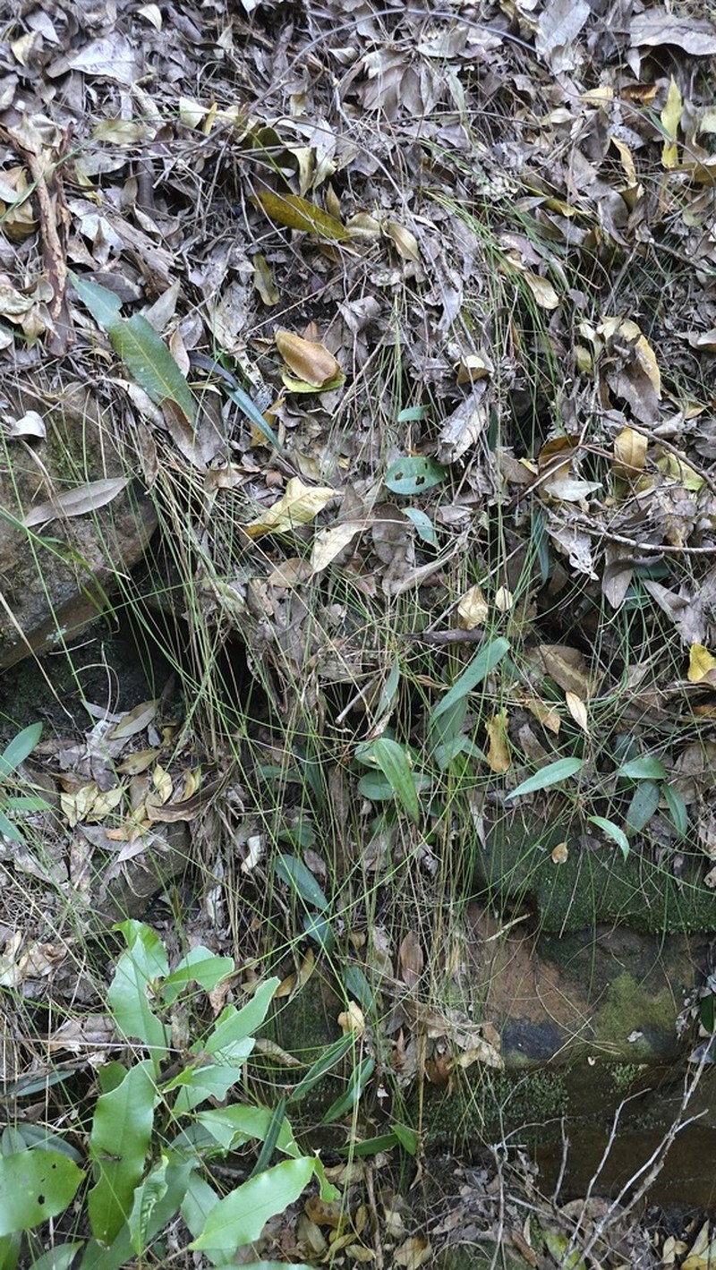 Netrostylis capillaris photo 5