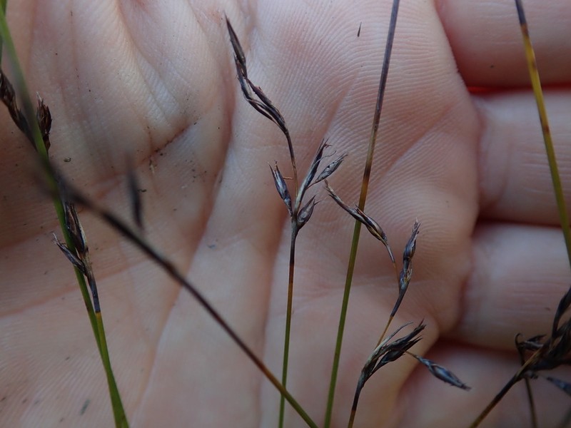 Netrostylis capillaris photo 6