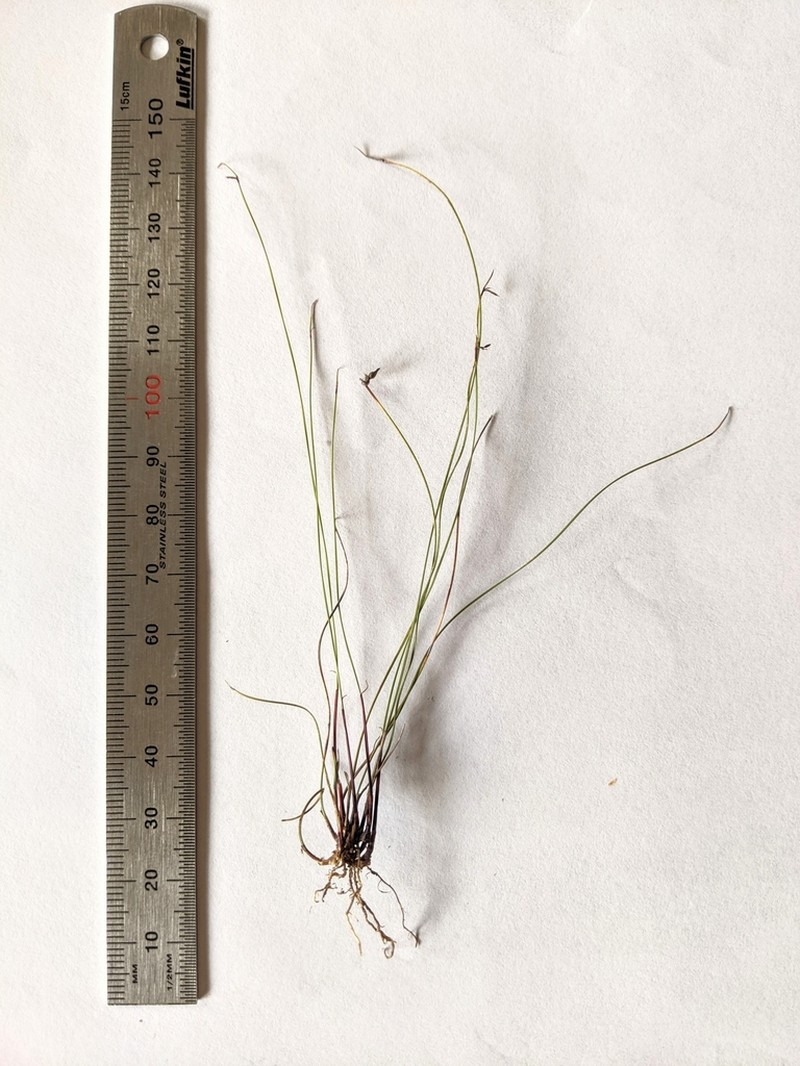 Netrostylis capillaris photo 7