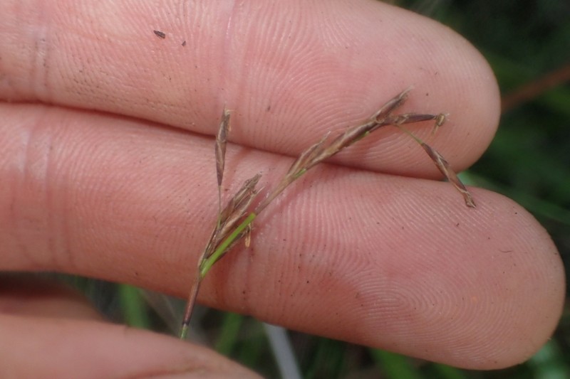 Netrostylis capillaris photo 8