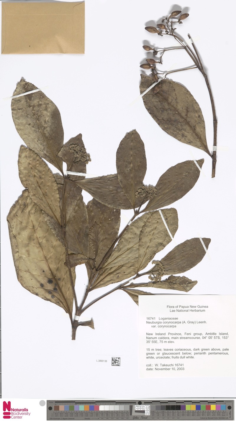 Neuburgia corynocarpa var. corynocarpa