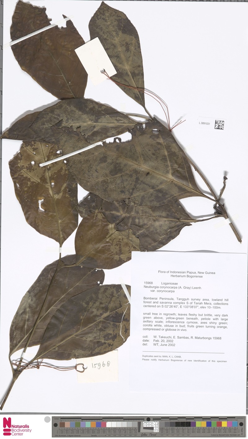 Neuburgia corynocarpa var. corynocarpa photo 2